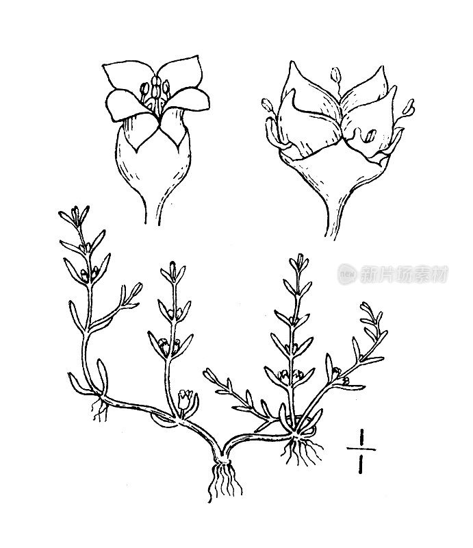 古植物学植物插图:Tillaea aquatica, Pigmy杂草